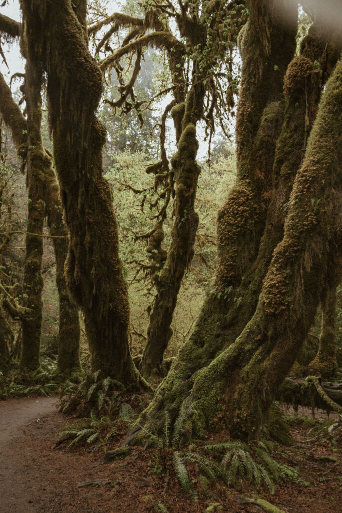 The Hall of Mosses in Hoh Rainforest photographed by Wilder Photography